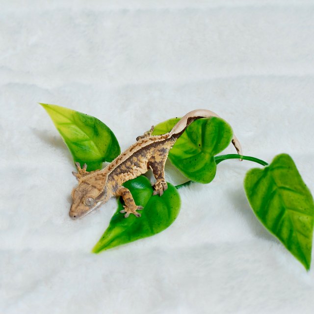 트라이 익스트림할리퀸