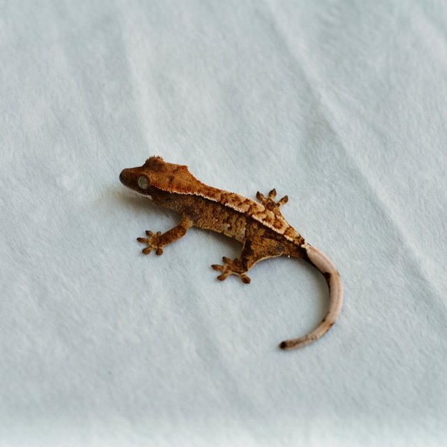 트라이 익스트림할리퀸