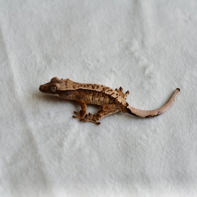 트라이 익스트림할리퀸