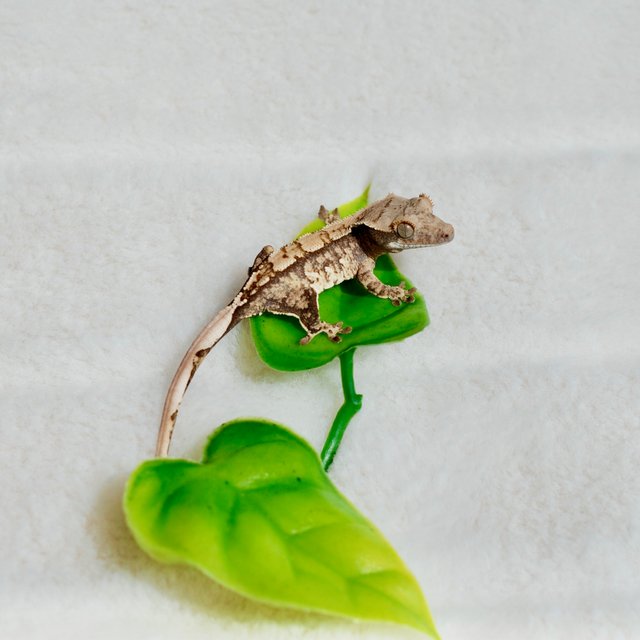 트라이 익스트림할리퀸