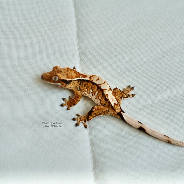 트라이 익스트림할리퀸