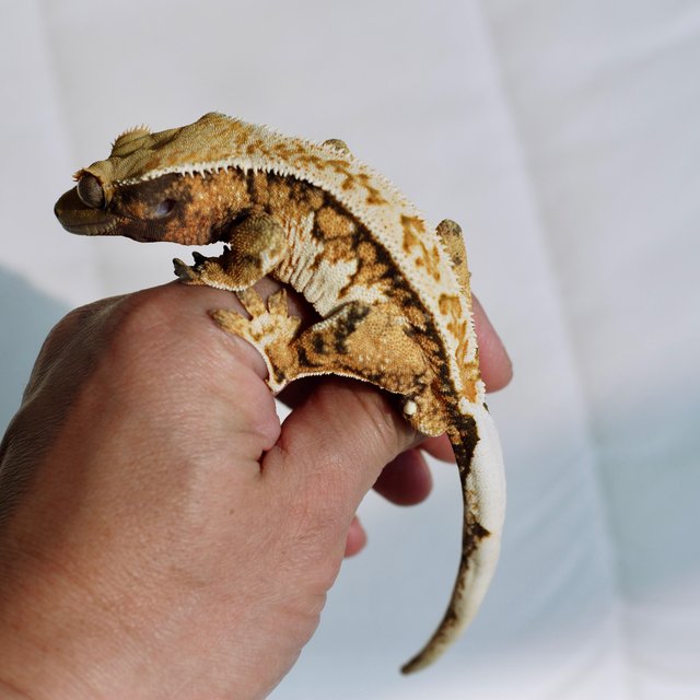 익스트림할리퀸 트라이