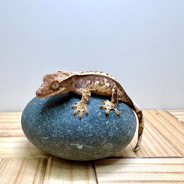 노멀 트라이 익스트림할리퀸