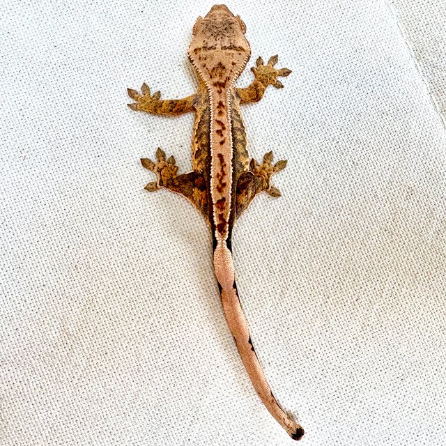 익스트림할리퀸