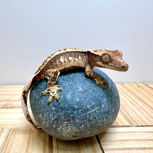 노멀 트라이 익스트림할리퀸