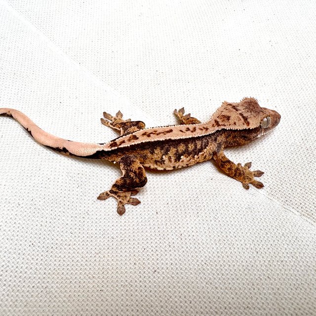 익스트림할리퀸