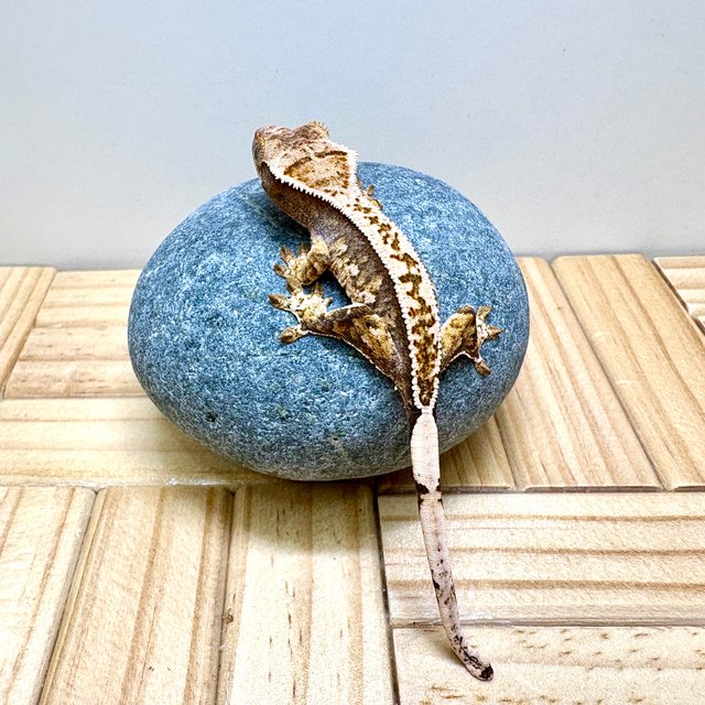 노멀 트라이 익스트림할리퀸