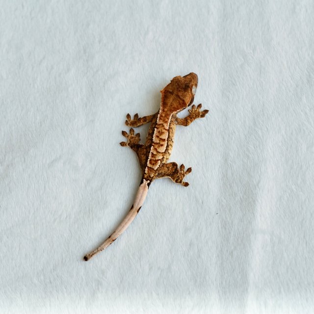 트라이 익스트림할리퀸