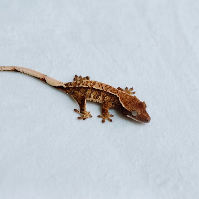 트라이 익스트림할리퀸