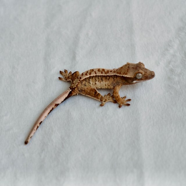 트라이 익스트림할리퀸