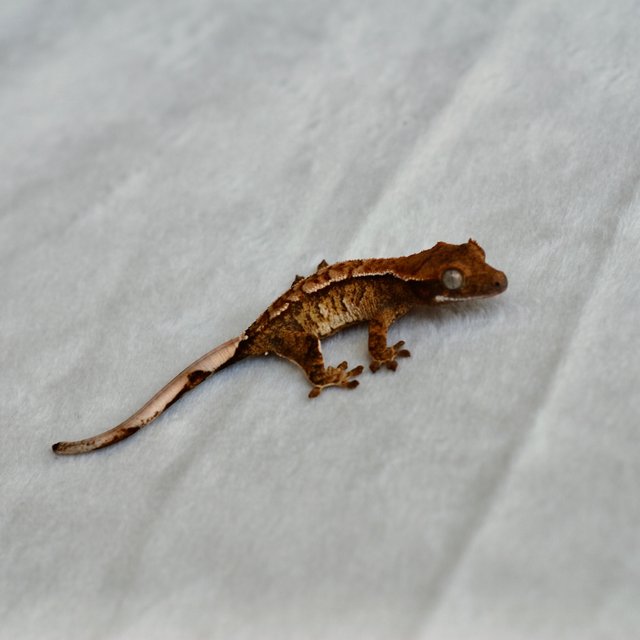 트라이 익스트림할리퀸