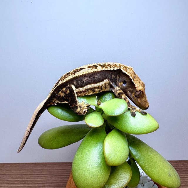 노멀 쿼드 다크