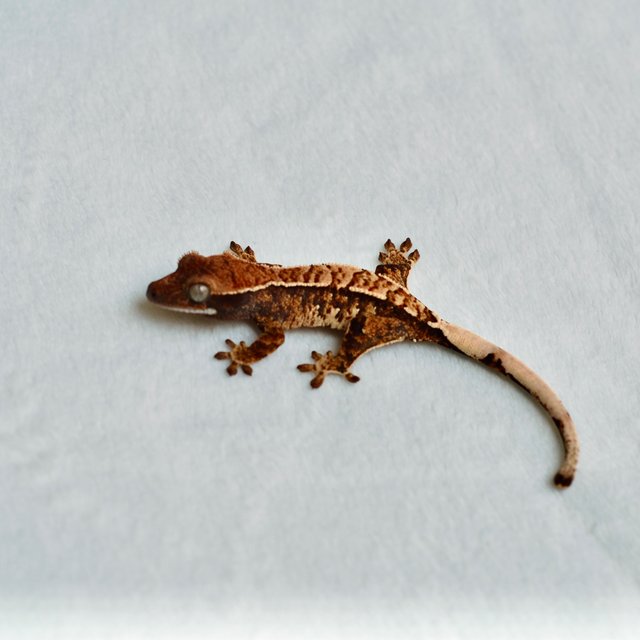 트라이 익스트림할리퀸