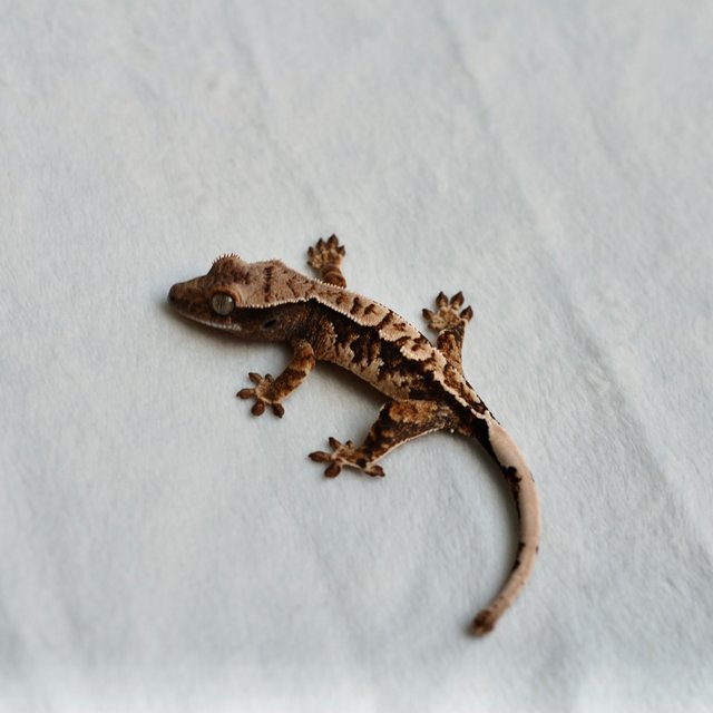 트라이 익스트림할리퀸