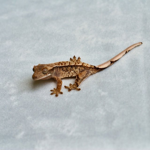 트라이 익스트림할리퀸