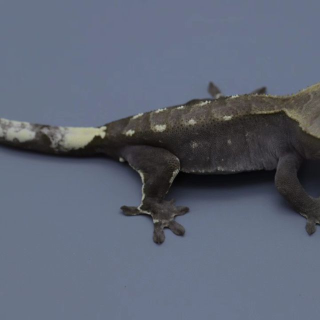 아잔틱