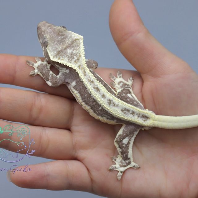 릴잔틱