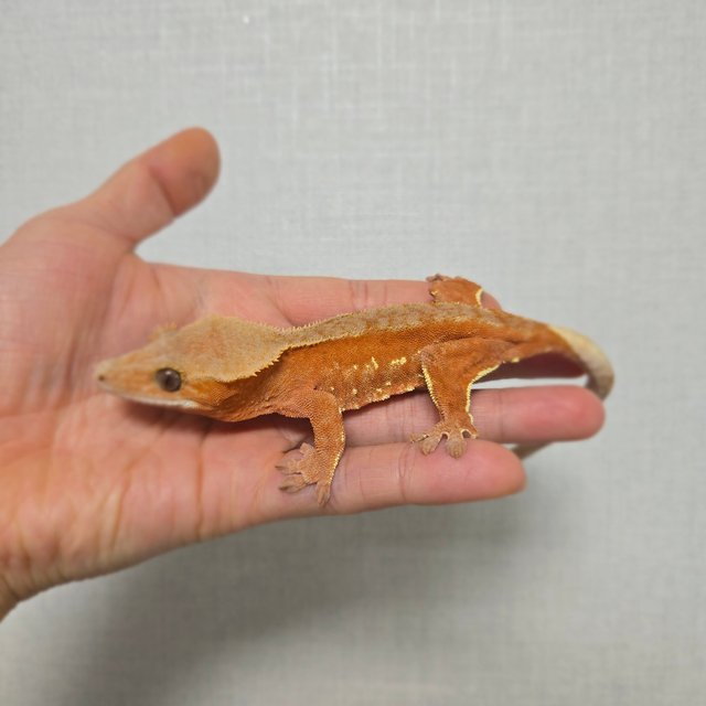 레드 바이 화이트포트홀