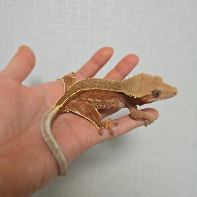 레드 바이 핀스트라이프