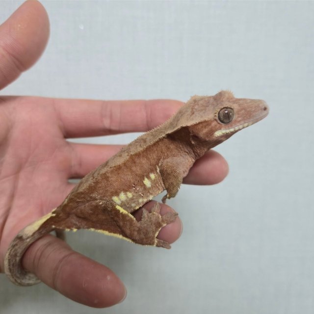 레드 바이 화이트포트홀