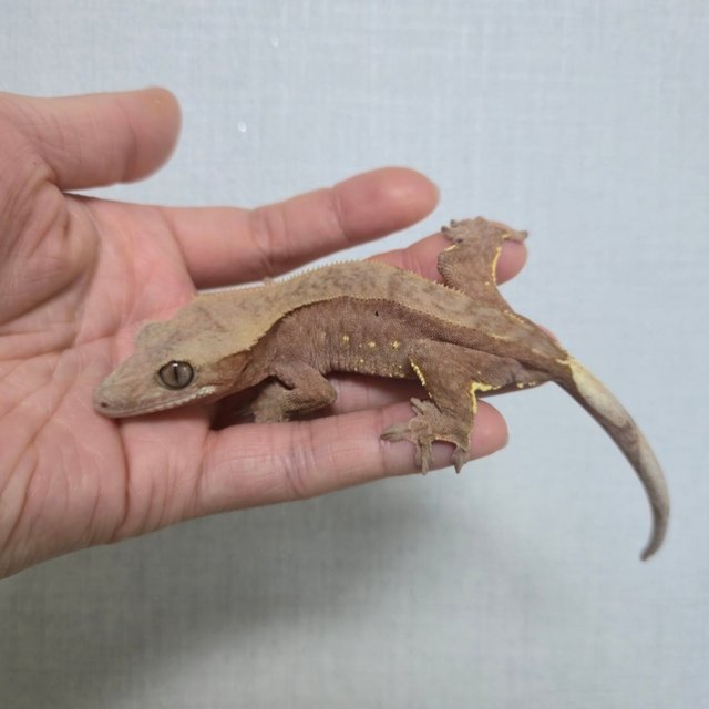 레드 바이 화이트포트홀