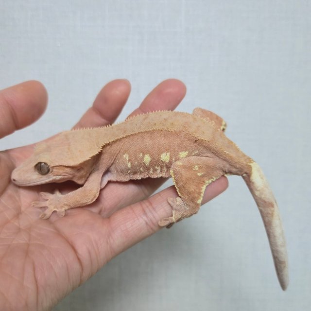 레드 바이 화이트포트홀