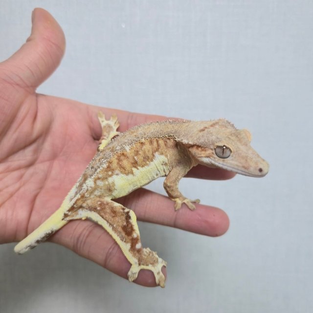 크림 팬텀 릴리화이트