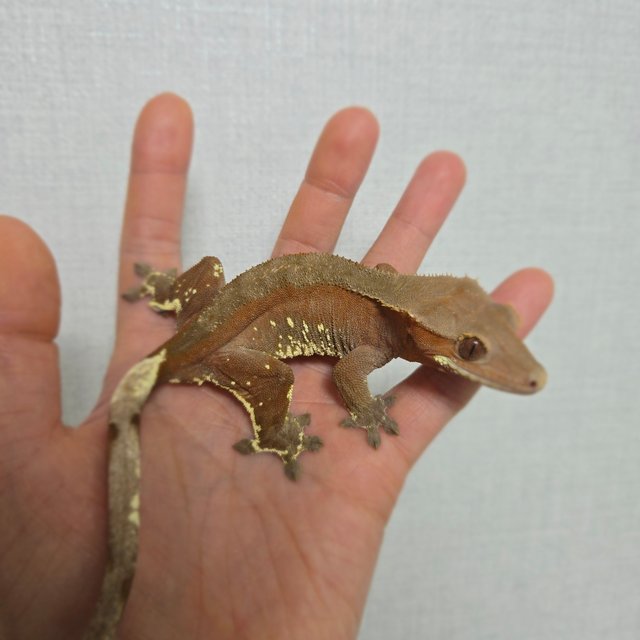 레드 바이 화이트포트홀