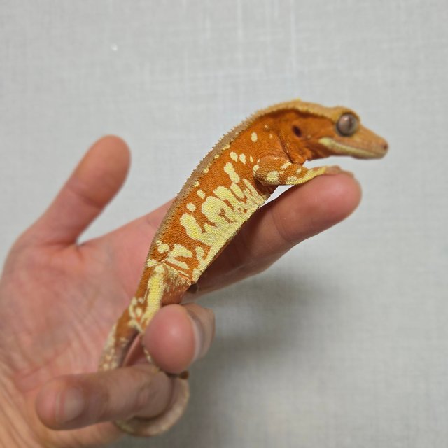 레드 바이 화이트포트홀