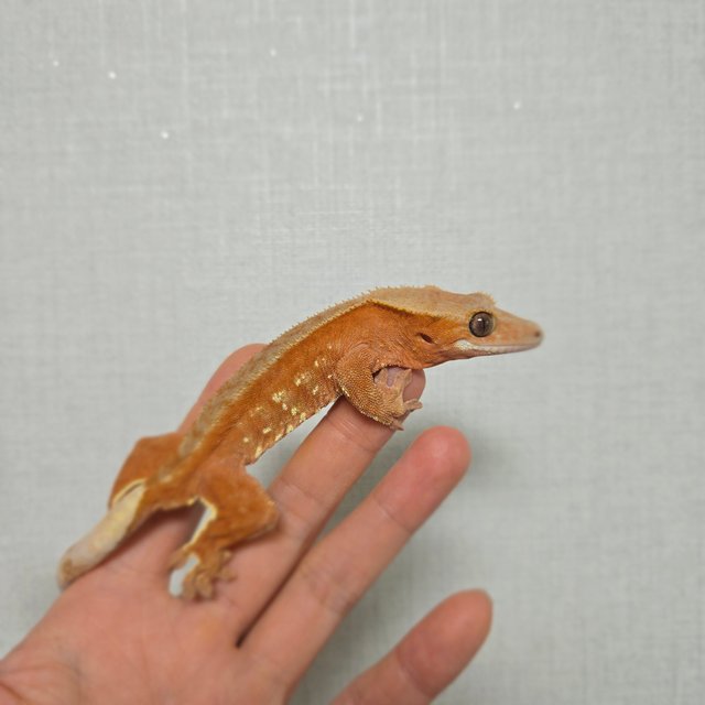 레드 바이 화이트포트홀