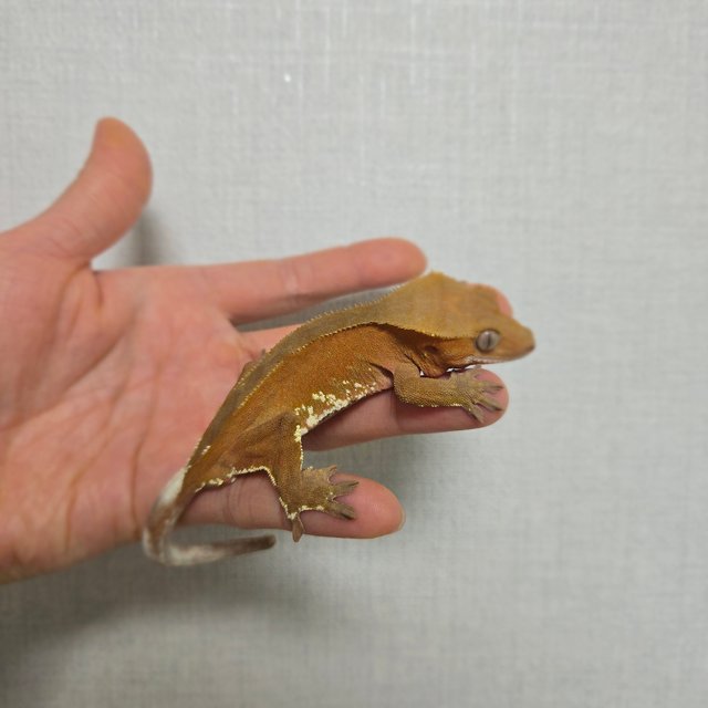 레드 바이 화이트포트홀