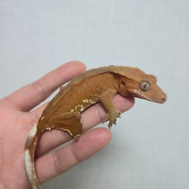 레드 바이 화이트포트홀