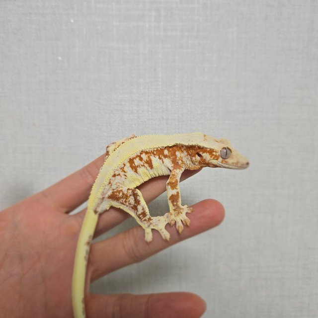 레드 릴리화이트