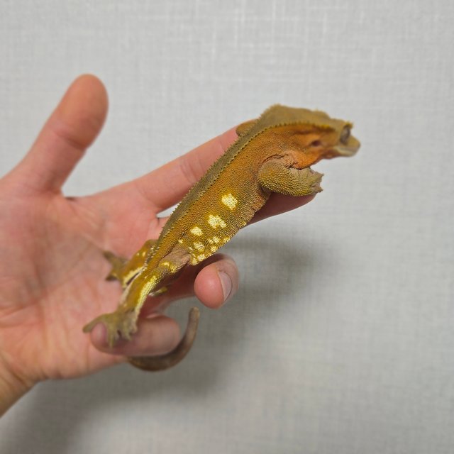 레드 바이 화이트포트홀