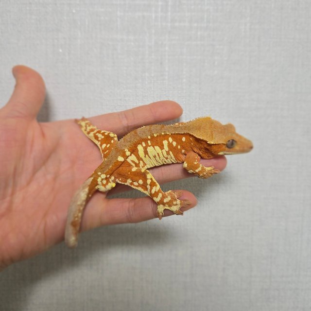 레드 바이 화이트포트홀