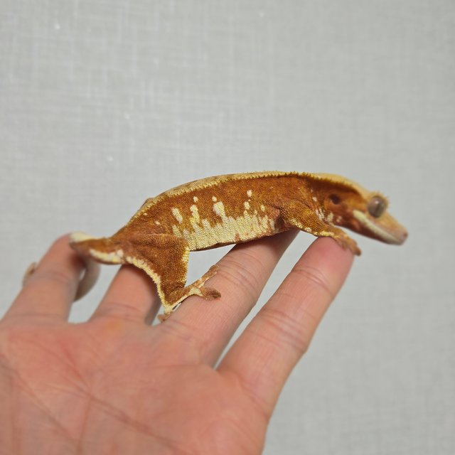 레드 바이 화이트포트홀