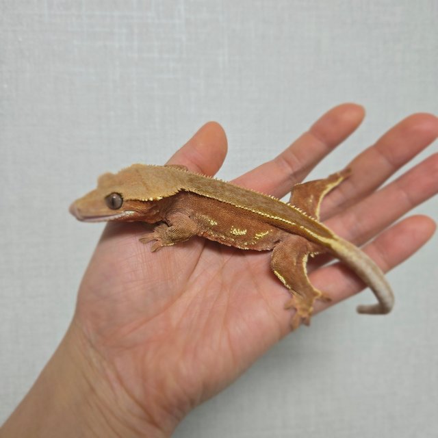 레드 바이 핀스트라이프