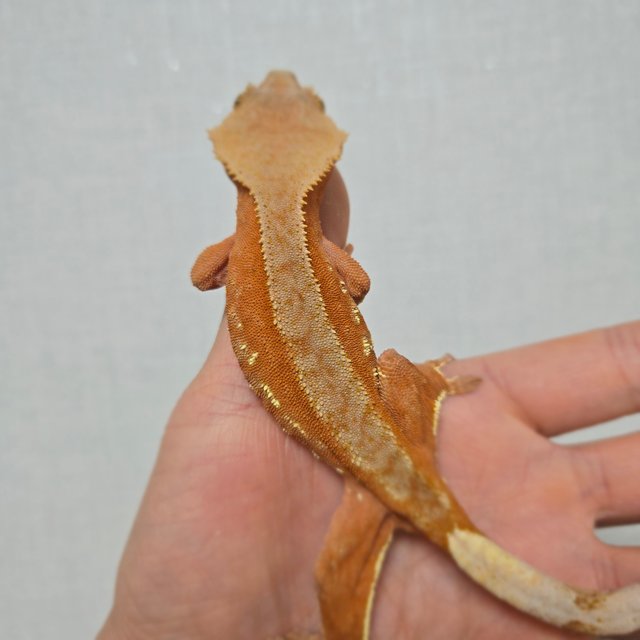 레드 바이 화이트포트홀