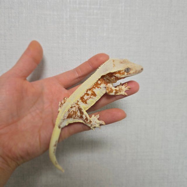 레드 릴리화이트