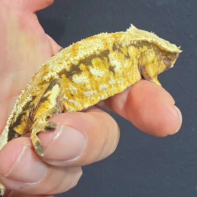 트라이 익스트림할리퀸