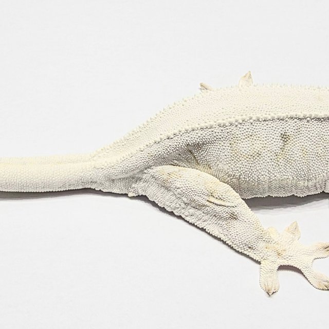 릴리화이트 솔리드백 화이트