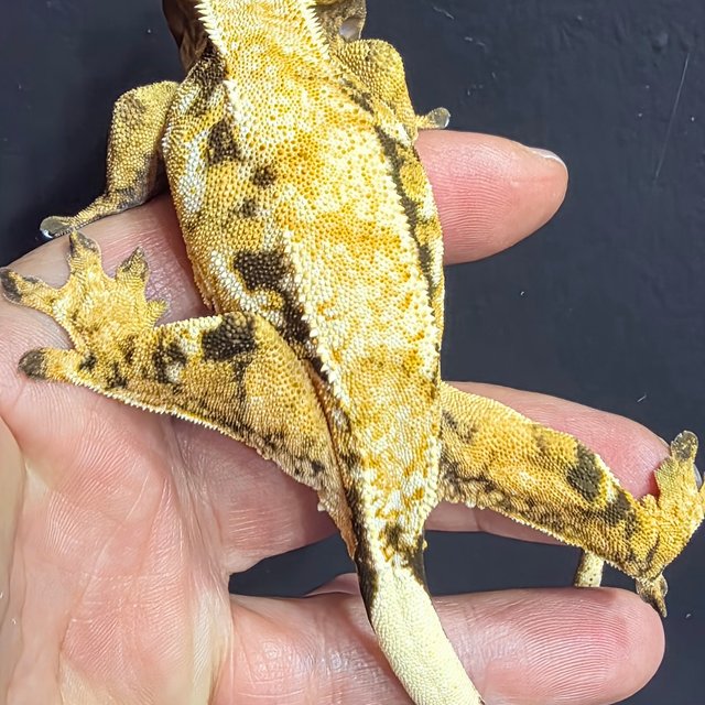 트라이 익스트림할리퀸