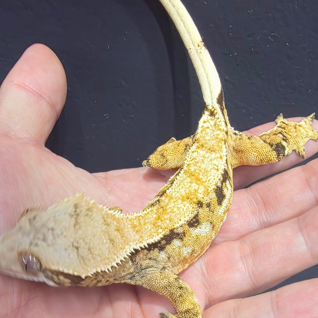 트라이 익스트림할리퀸