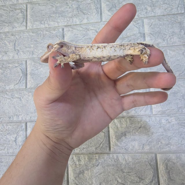 트라이 드리피 화이트크라운