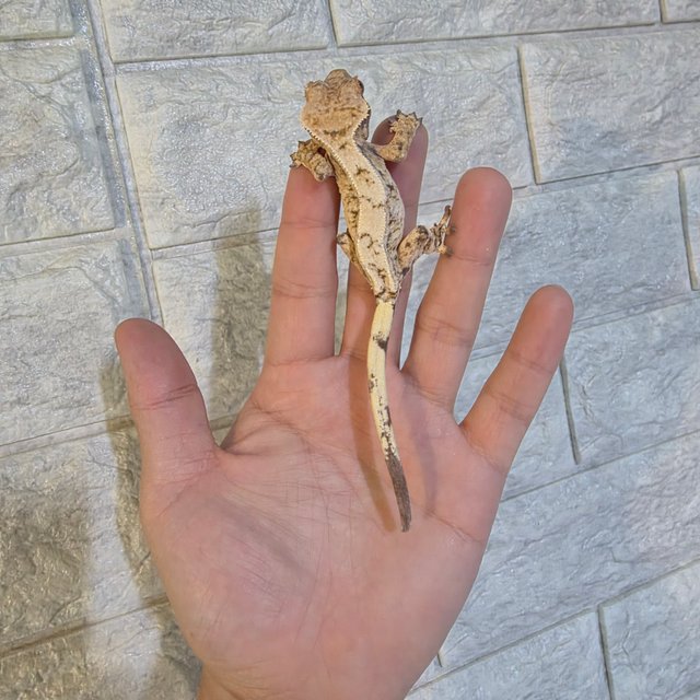 트라이 드리피 화이트크라운