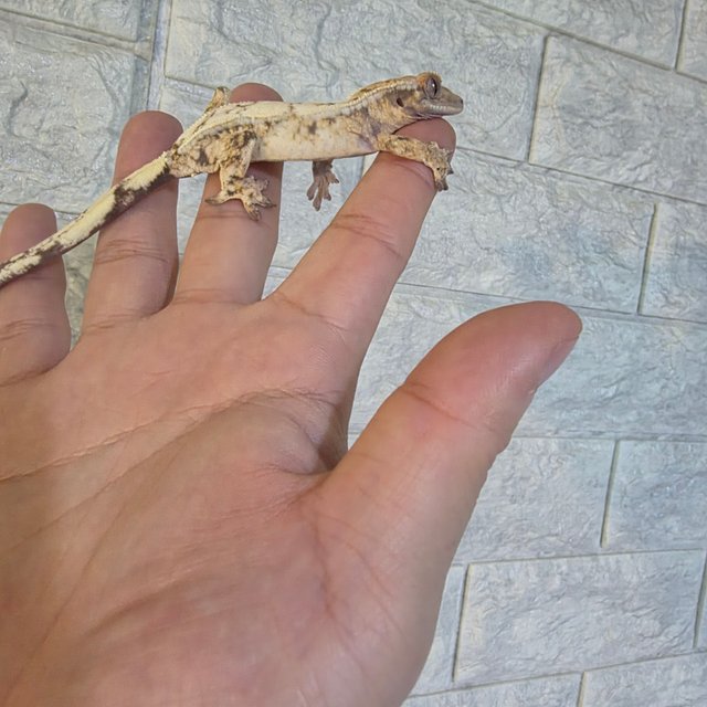 트라이 드리피 화이트크라운