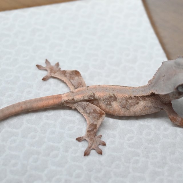 릴리화이트 초초