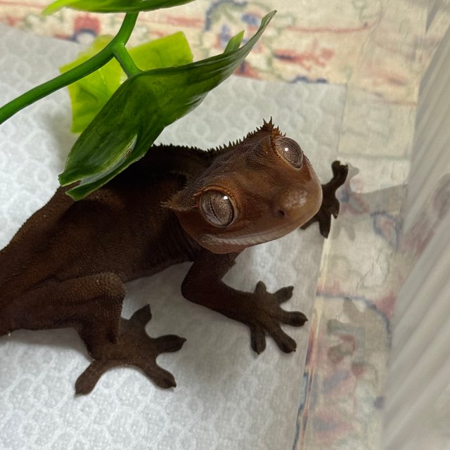 카푸치노 패턴리스 챠콜