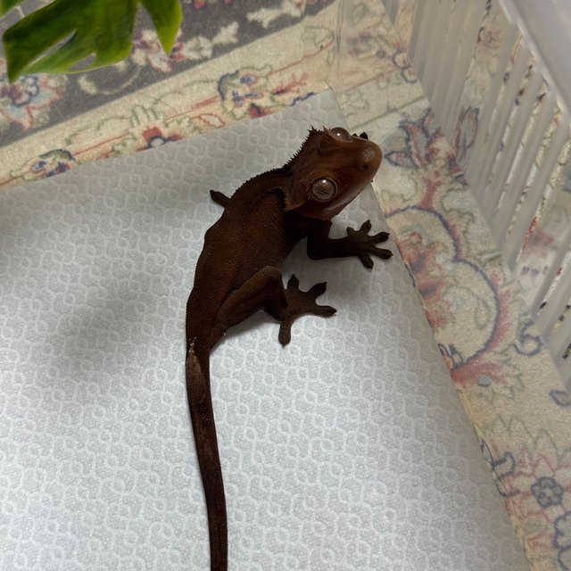 카푸치노 패턴리스 챠콜