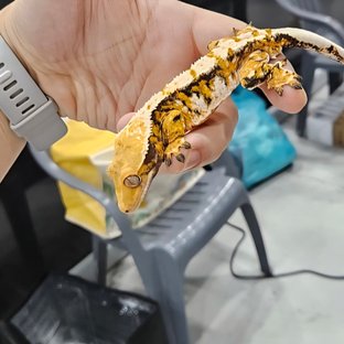 노멀 트라이 익스트림할리퀸 드리피 타이거